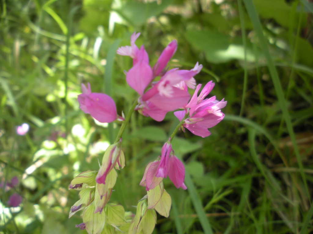 Polygala sp.